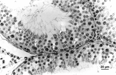 بررسی پتانسیل تکثیر و تمایز سلولهای بنیادین اسپرماتوگونی بز در محیط های کشت سه بعدی