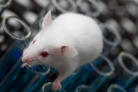 راه‌اندازی مدل حیوانی ایمنی درمانی سرطان